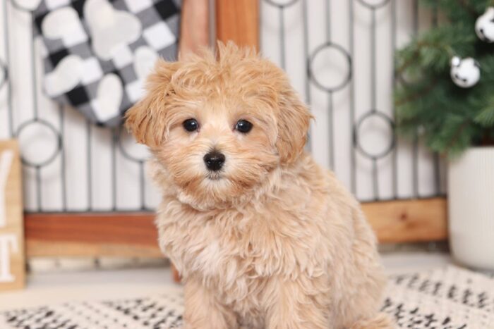 Cherry- Gorgeous Apricot Female Malti-Poo Puppy - Image 2
