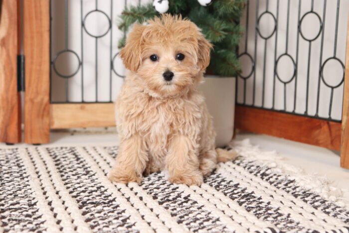 Cherry- Gorgeous Apricot Female Malti-Poo Puppy - Image 3