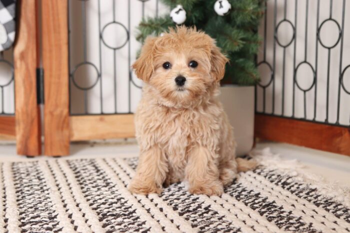 Cherry- Gorgeous Apricot Female Malti-Poo Puppy - Image 4