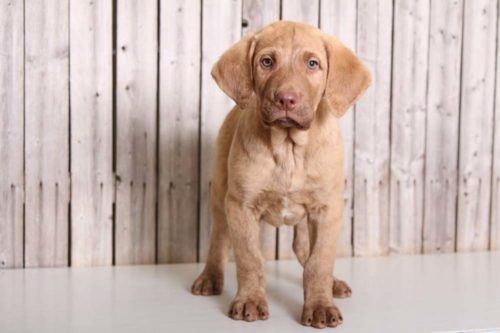 Chesapeake Bay Retriever