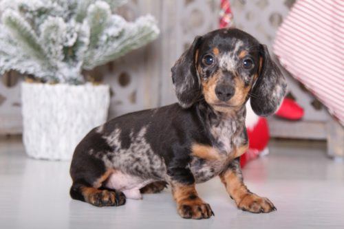 Dachshund