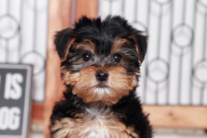 chester1-4-scaled-1.jpg