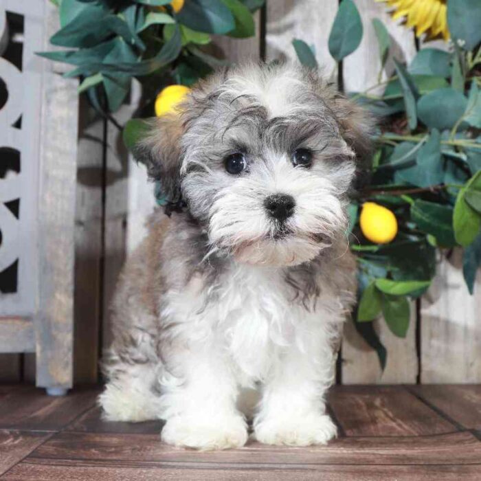Cheyenne - Female Havanese - Image 4