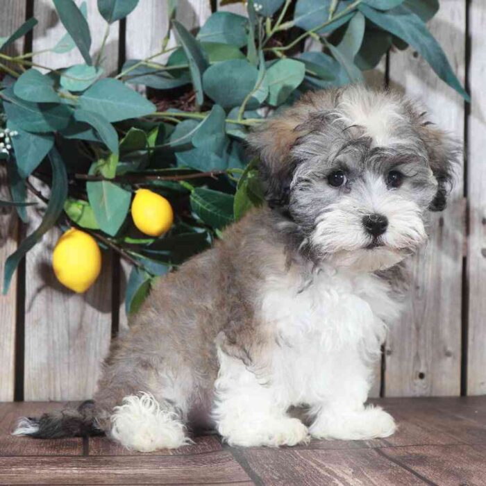 Cheyenne - Female Havanese - Image 3