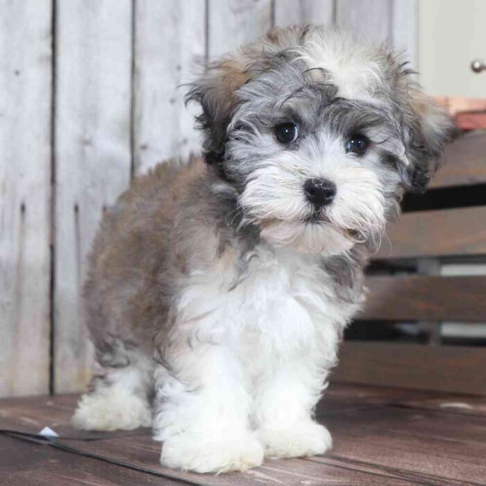 Cheyenne - Female Havanese - Image 5