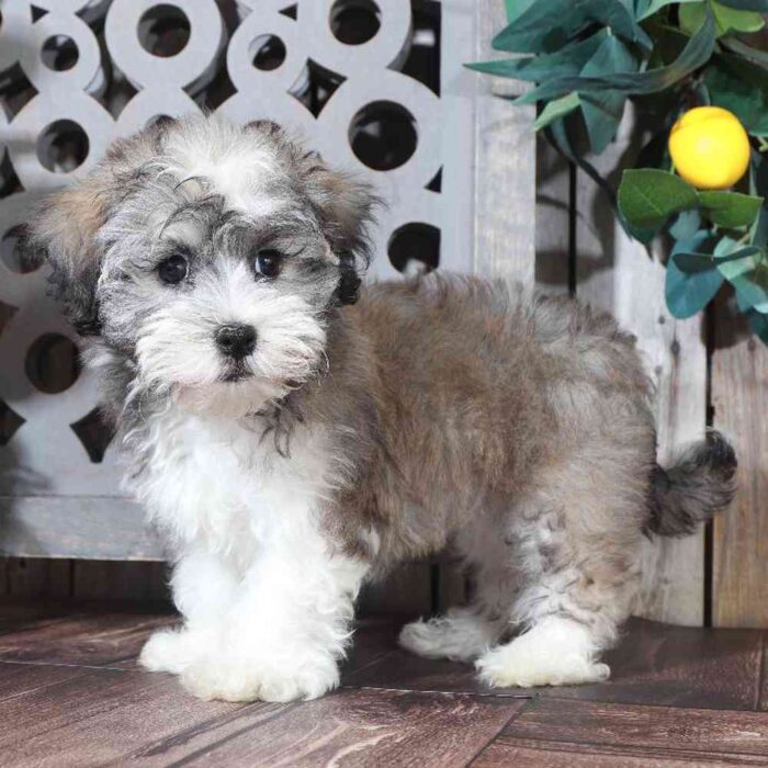 Cheyenne - Female Havanese - Image 2