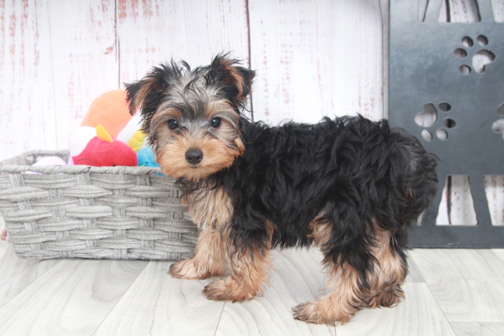 Chicago - Handsome ACA Male Yorkie Puppy - Image 4
