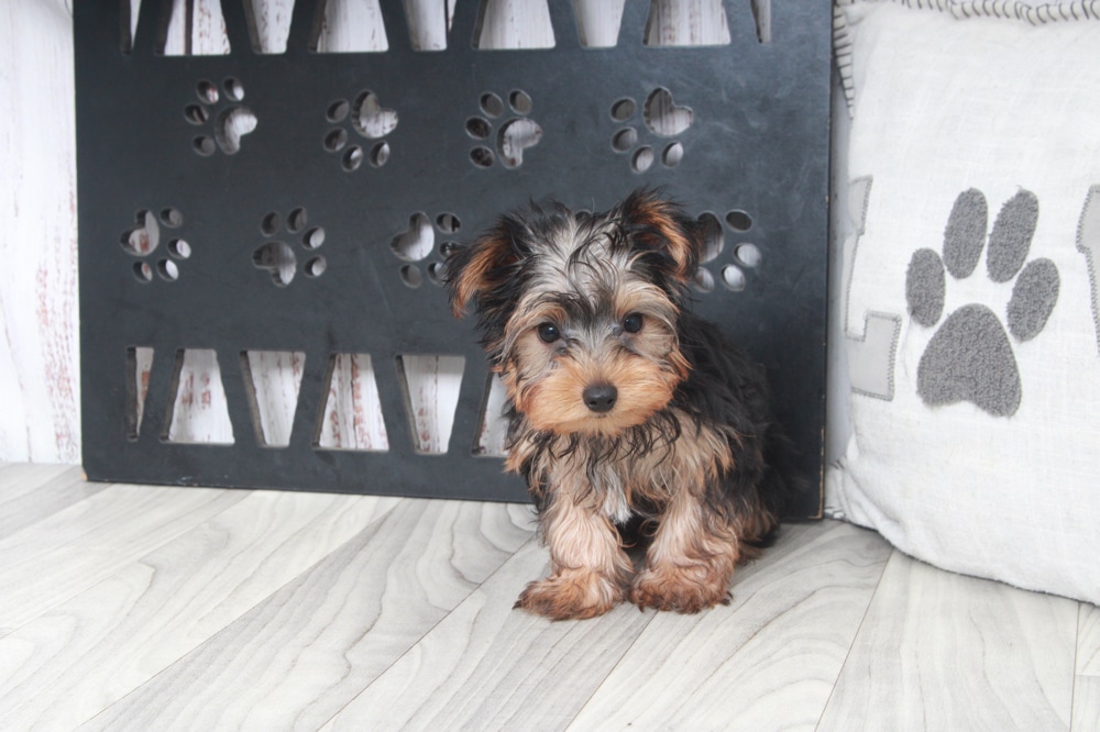 Chicago - Handsome ACA Male Yorkie Puppy - Image 3