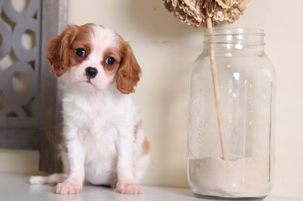 Chloe - Happy Female Cavalier - Image 2