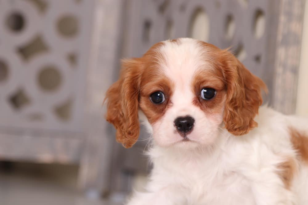 Chloe - Happy Female Cavalier - Image 3