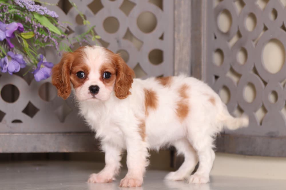 Chloe - Happy Female Cavalier - Image 4
