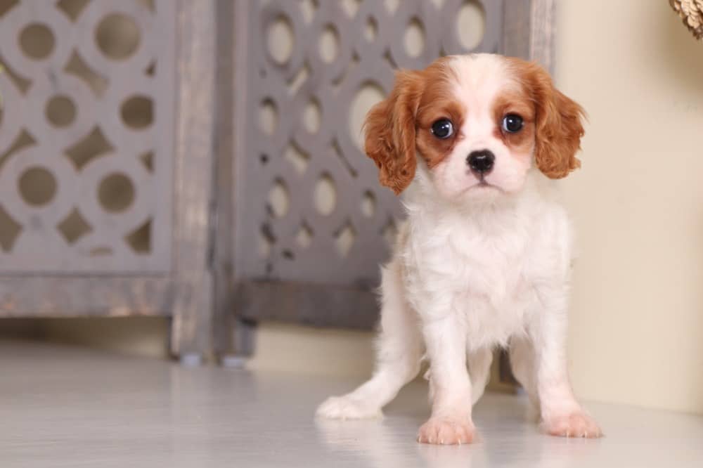 Chloe - Happy Female Cavalier