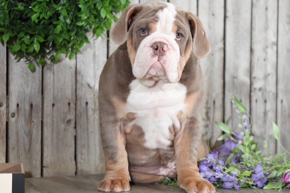 Chomper AKC English Bulldog Puppies Online