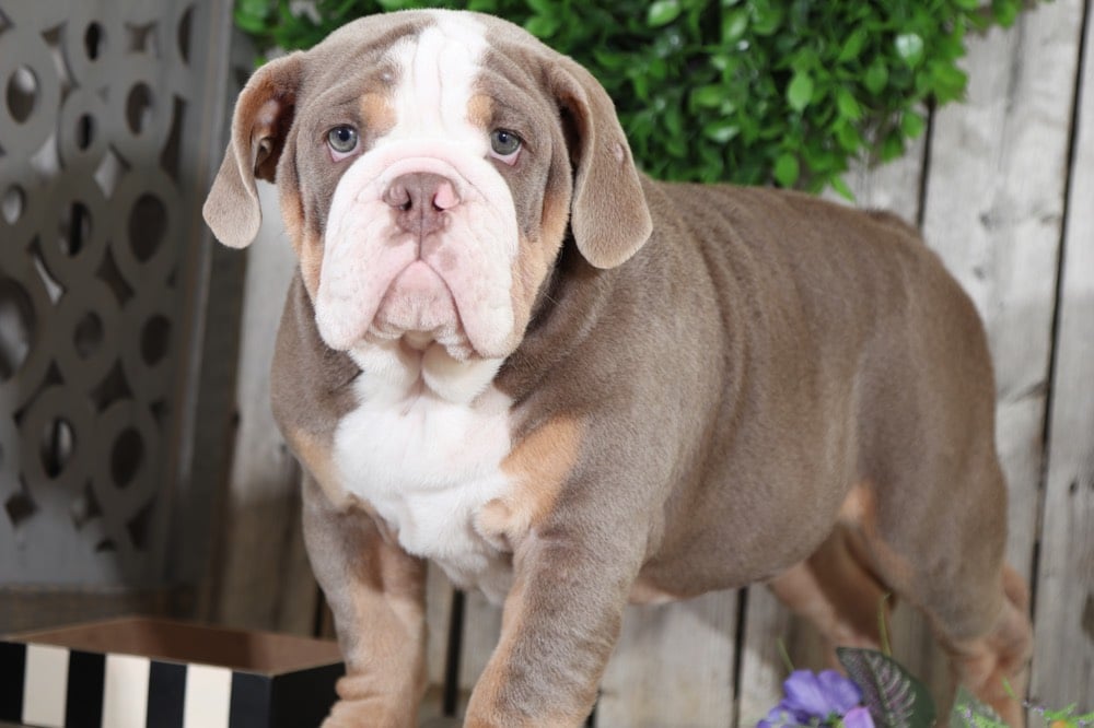 Chomper AKC English Bulldog Puppies Online