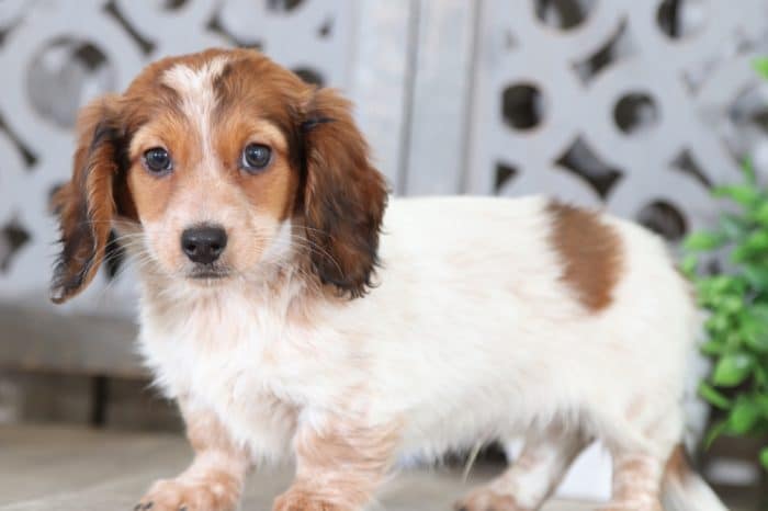 Copper - Dapper Long Haired Dachshund