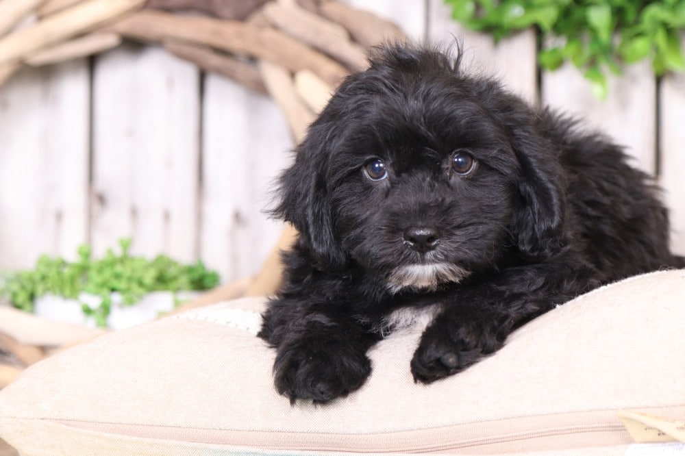 Chopper- Playful Teddy Bear - Image 5