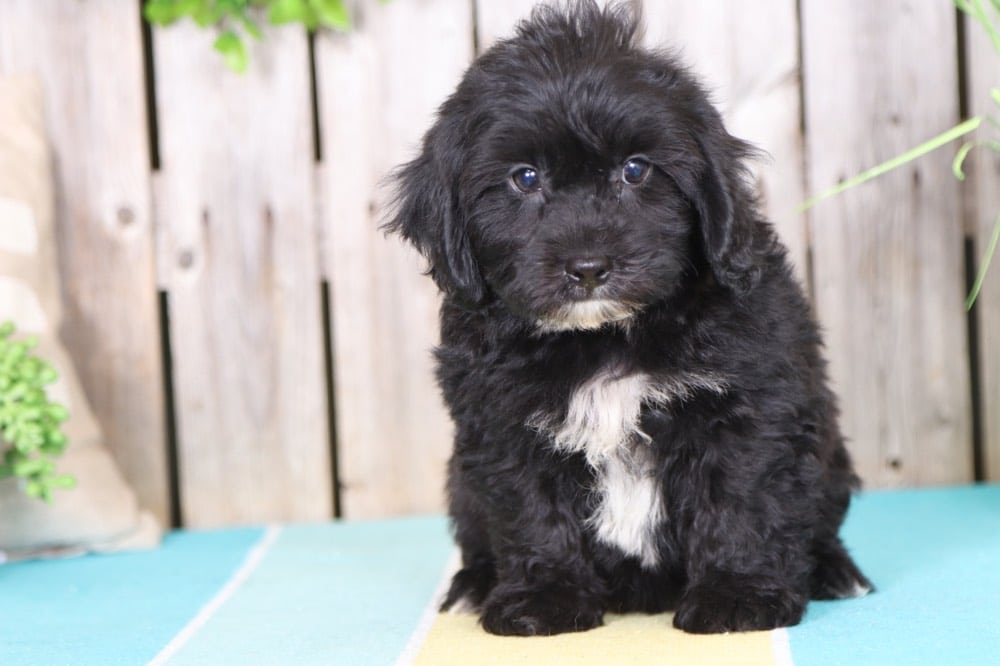 Chopper- Playful Teddy Bear - Image 4