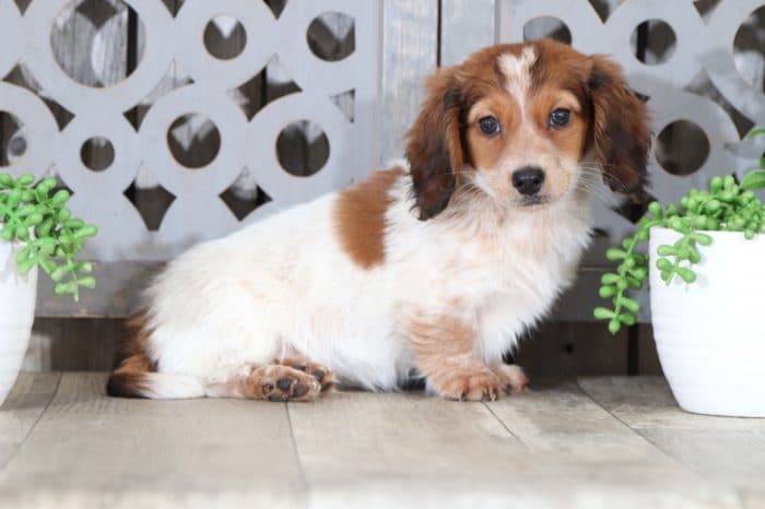 Copper - Dapper Long Haired Dachshund - Image 4