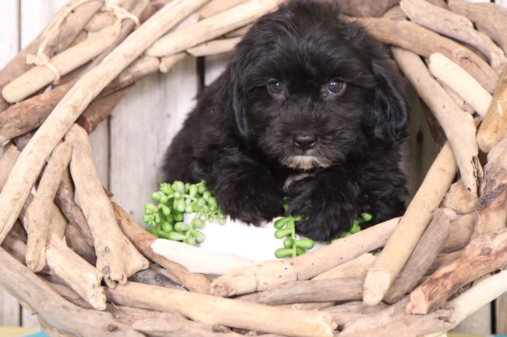 Chopper- Playful Teddy Bear - Image 3