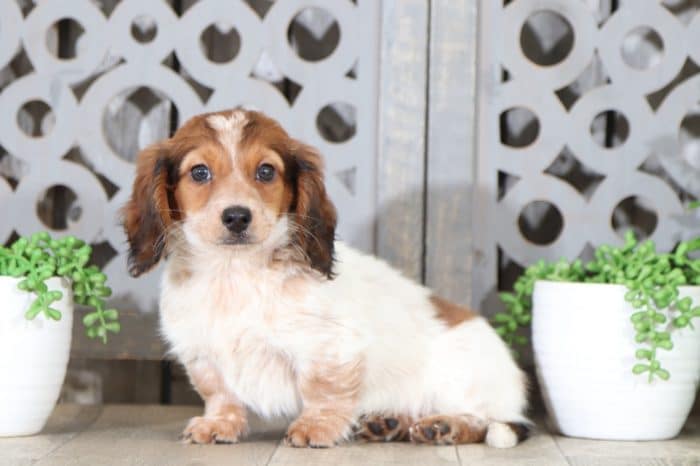 Copper - Dapper Long Haired Dachshund - Image 5