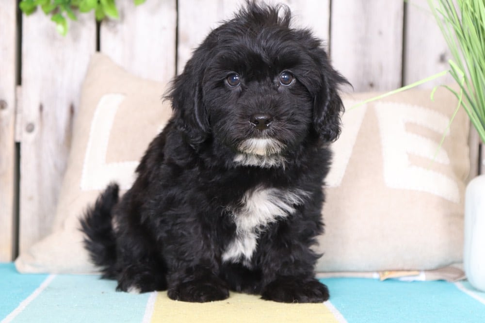 Chopper- Playful Teddy Bear