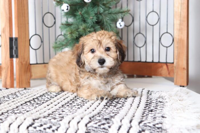 Christian - Loving Little Male Yochon Puppy