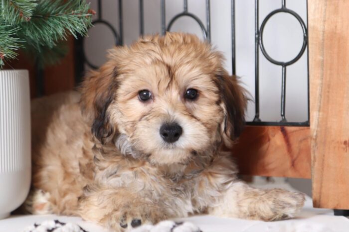 Christian - Loving Little Male Yochon Puppy - Image 3