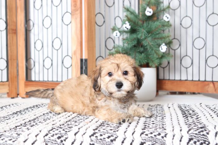 Christian - Loving Little Male Yochon Puppy - Image 2