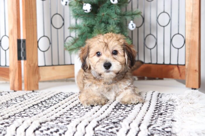 Christian - Loving Little Male Yochon Puppy - Image 5