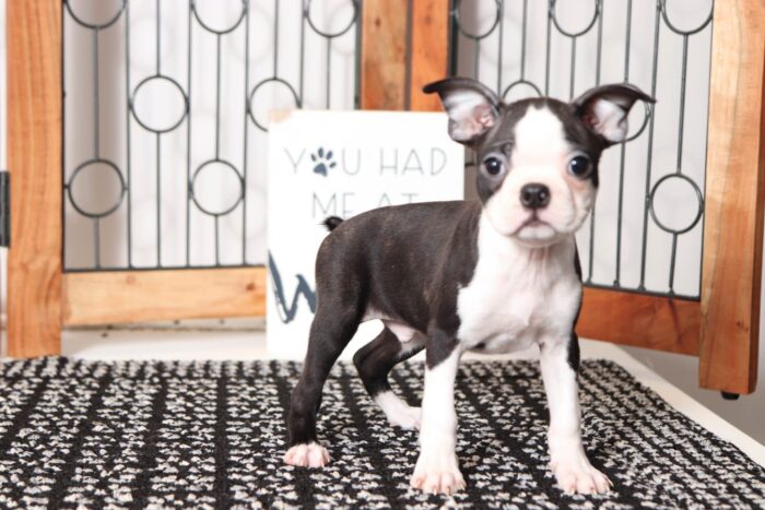 Chuck - Great Little ACA Black and White Male Boston Terrier