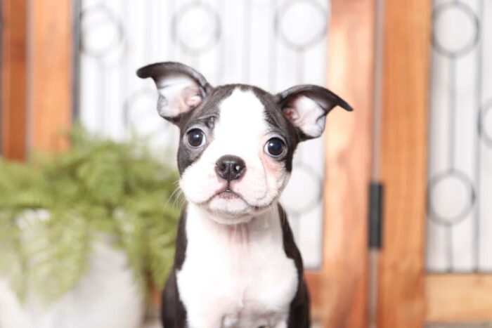 Chuck - Great Little ACA Black and White Male Boston Terrier - Image 2