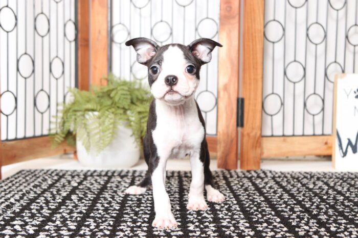 Chuck - Great Little ACA Black and White Male Boston Terrier - Image 3