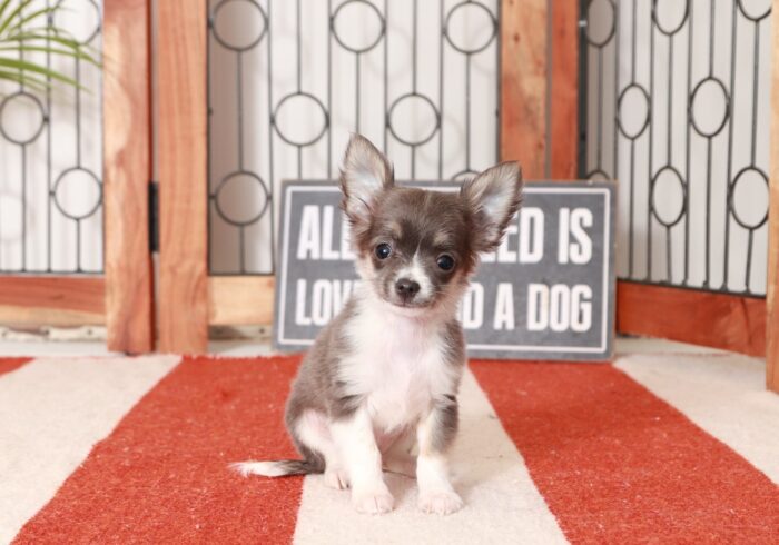 Churro - Awesome Blue Male Long-Haired Chihuahua Puppy