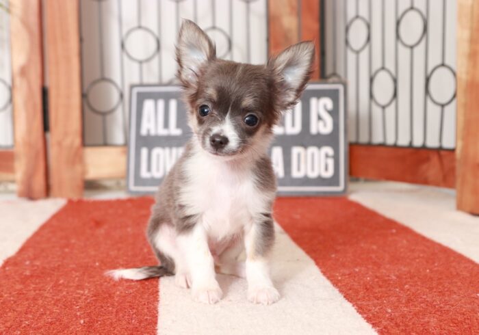 Churro - Awesome Blue Male Long-Haired Chihuahua Puppy - Image 2
