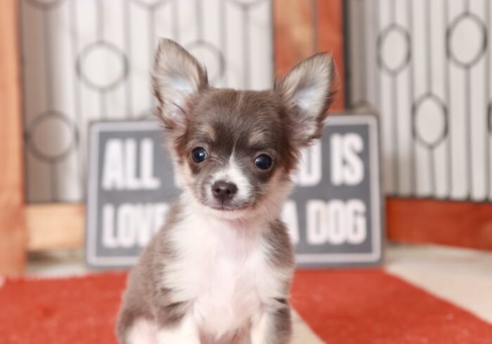 Churro - Awesome Blue Male Long-Haired Chihuahua Puppy - Image 3
