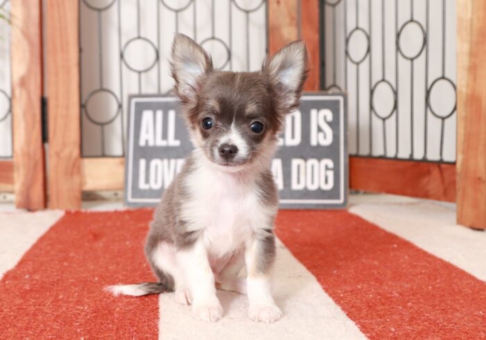 Churro - Awesome Blue Male Long-Haired Chihuahua Puppy - Image 4