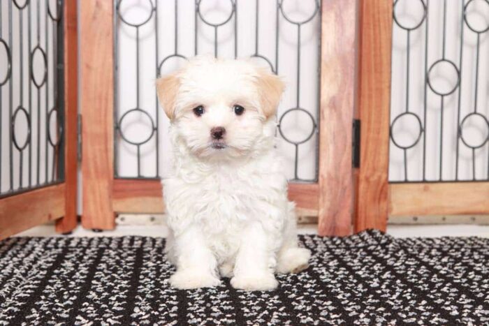 Cindy  - Beautiful Little Cream Female Malshi Puppy