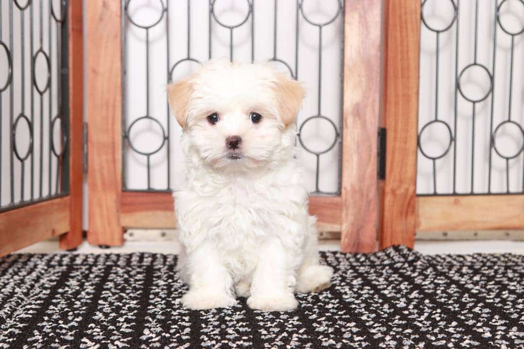 Cindy  - Beautiful Little Cream Female Malshi Puppy