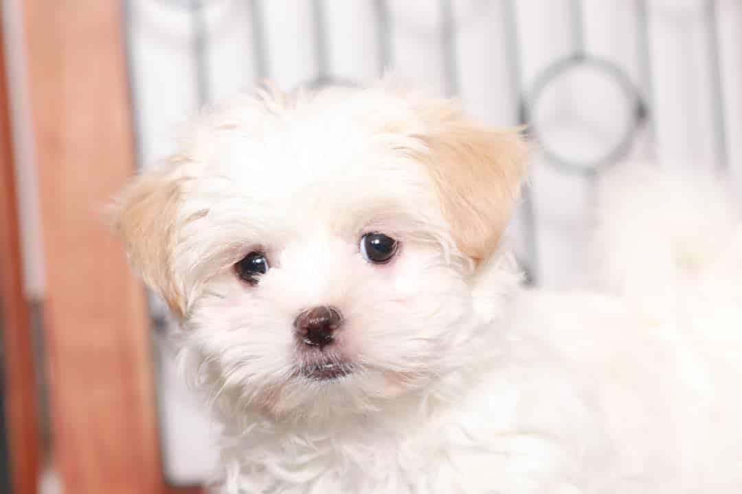 Cindy  - Beautiful Little Cream Female Malshi Puppy - Image 3