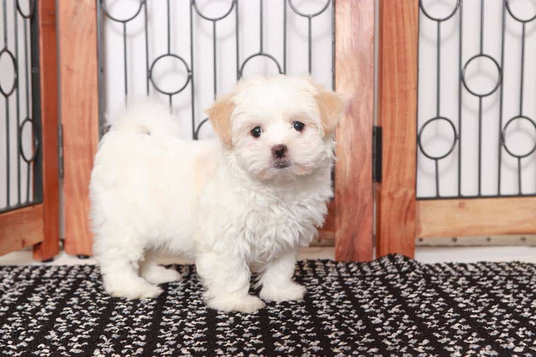 Cindy  - Beautiful Little Cream Female Malshi Puppy - Image 4
