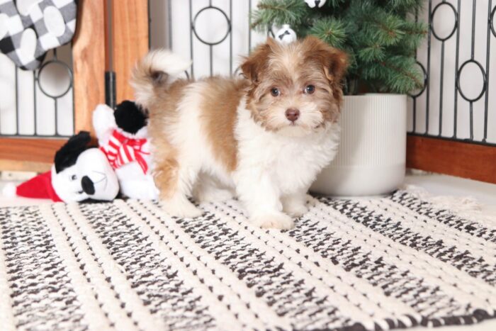 Claire- Wonderful Little Brown and White Female Malti-Poo Puppy - Image 3