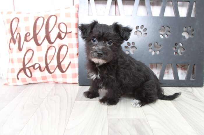Clark - Brave Male Yochon Puppy