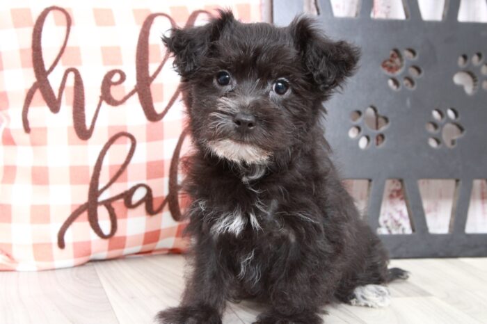 Clark - Brave Male Yochon Puppy - Image 2