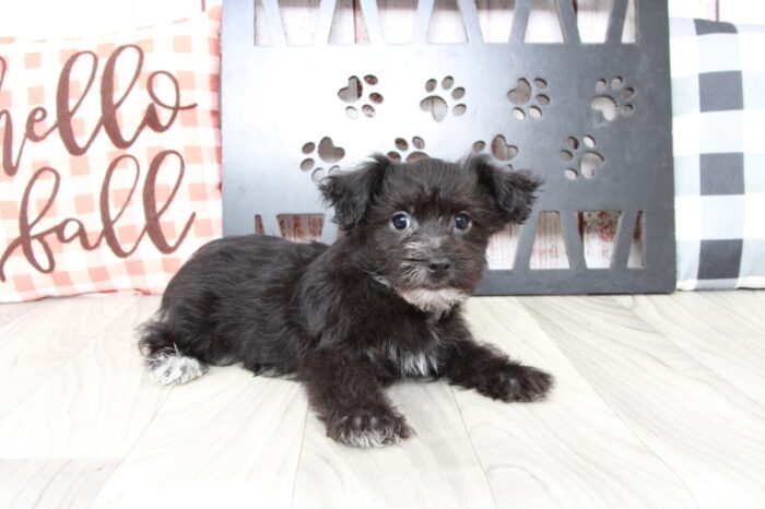 Clark - Brave Male Yochon Puppy - Image 5