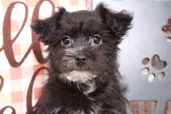 Clark - Brave Male Yochon Puppy - Image 3