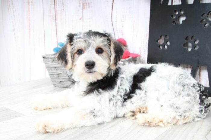 Clayton- Clever Male Yochon Puppy