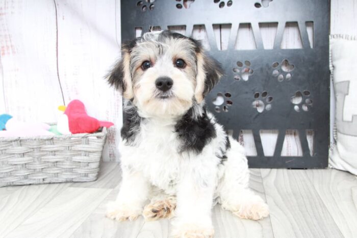 Clayton- Clever Male Yochon Puppy - Image 2