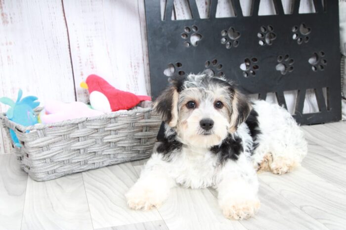 Clayton- Clever Male Yochon Puppy - Image 4