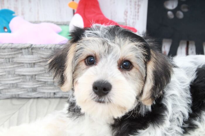 Clayton- Clever Male Yochon Puppy - Image 3