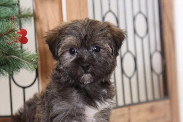 Clement- Loving Male Shorkie Puppy - Image 2